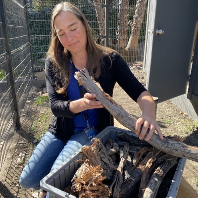 Regan's travels around the world have brought her to Los Angeles, CA where she examines a 57,000 year old tree from La Brea Tar Pits.