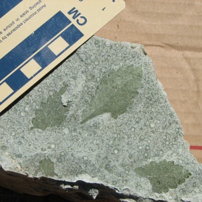 Oligocene green leaves from the only known leaf site in the Turtle Cove Member of the John Day Formation. The leaves are preserved in a volcanic tuff with lapilli.
