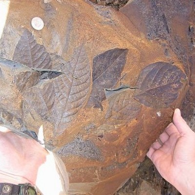 The most memorable leaf fossil Regan has ever found, from the site that got her hooked on paleobotany: Castle Rock Rainforest near Denver, CO.
