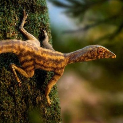 A little Lagerpetid on a tree.
Photo Credit: Rodolfo Nogueira via syfy.com