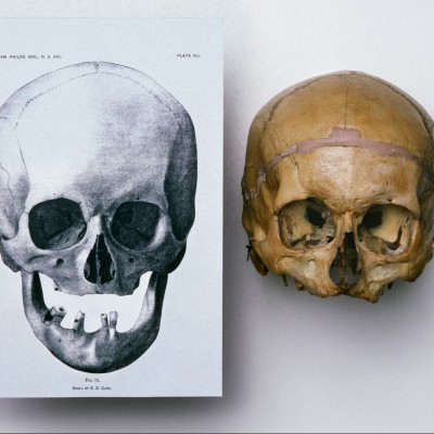 Cope's skull with a scientific illustration of the same. &copy; Louie Psihoyos 1994
&nbsp;