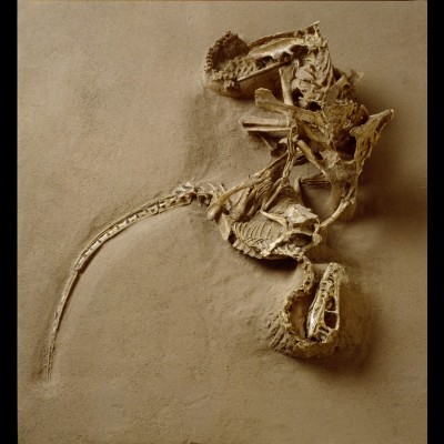 One of the most incredible fossil duos ever found: a Velociraptor wrapped around its Protoceratops prey ina death struggle. From the Gobi desrt's Flamiong Cliffs. &copy; Louie Psihoyos 1994