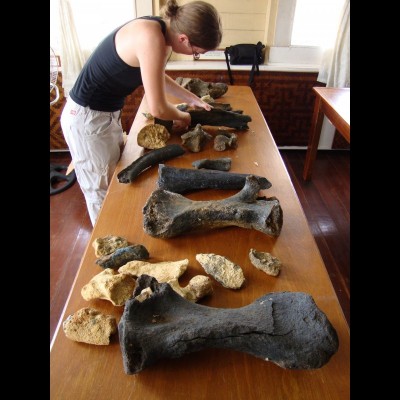 Emily examines sloth bones recovered during gold mining operations in Guyana in 2009.
&nbsp;