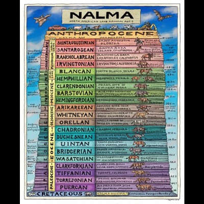 Ray's drawing of NALMA, or the North American Land Mammal Ages. Emily and her colleagues established the latest two additions to this time scale: the Saintaugustinean and the Santarosean.