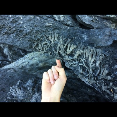 Reaching out to touch coral beautifully preserved for 370 million years.