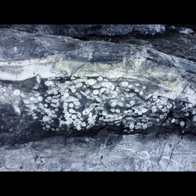 An example of 'natural' fossil excavation by erosion: This 3D fossil coral outcrop has been eroded by the waves and winds of the North Pacific Ocean in Southeast Alaska.