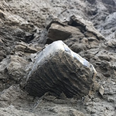 A woolly mammoth molar emerges from bluff!
