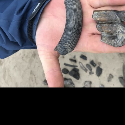 Giant beaver and muskox teeth of the Yukon Territory