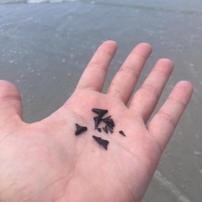 35+ years later, Laura returned to the same beach of her childhood and went shark tooth hunting with her young child.