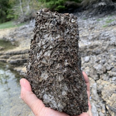 Fossilized Devonian sponges...