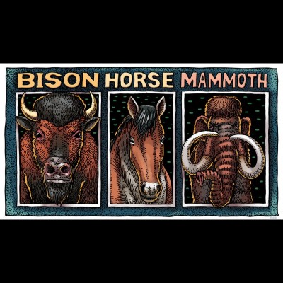 Yukon pleistocene vertebrates consist of 10 include: steppe&nbsp;bison&nbsp;(46 %),&nbsp;Yukon horse&nbsp;(19 %),&nbsp;mammoth&nbsp;(11 %), Dall sheep (11 %) and caribou (3 %).