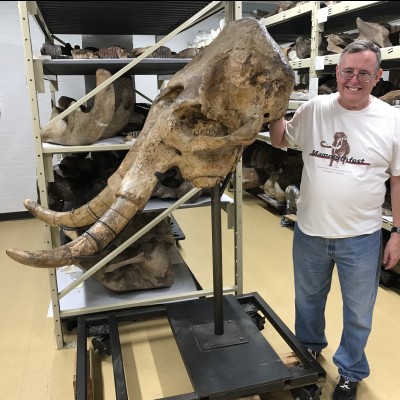 Don working on mammoths at the American Museum of Natural History in New York April, 2019