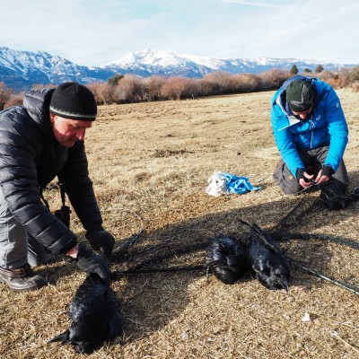 John is currently studying ravens in Yellowstone with his colleague Matthias Loretto. Here they've just captured a netfull of ravens using some elk scraps outside of Gardiner, Montana. Photo by Andrius Pasukonis