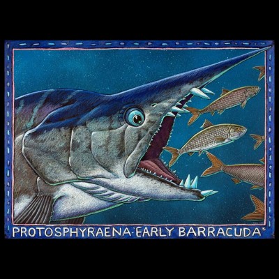 Protosphyraena looks like a very toothy version of a modern day Swordfish.&nbsp;