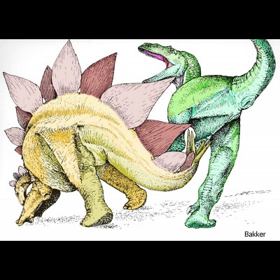 In their interview with Bob, there's much discusiion about an Allosaurus that apparently suffered a nasty wound from a very sharp Stegosaurus spike in its butt. Ouch!