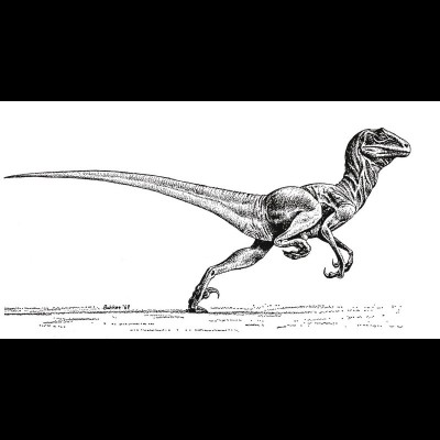 At Yale University Bakker studied under John Ostrom, an early proponent of the new warm blooded view of dinosaurs. He later earned his Phd at Harvard.&nbsp; Bob excavated several Deinonychus skeletons at a possible kill site in Montana while working with Ostrom. This is Bob's revoloutionary, and now classic, drawing of a high speed, very active Deinonychus&nbsp;a name that means 'terrible claw'. Indeed it must have been!