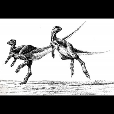 A couple of dancing Hypsilophodont dinosaurs as drawn by Bob Bakker in 1974. His notes: Footfalls to match "Anomoepus" tracks of Edward Hitchcock: huge three-troed hind with long, sharp toes; forepaws used rarely; five fingered; outer fingers without claws. Long strides.