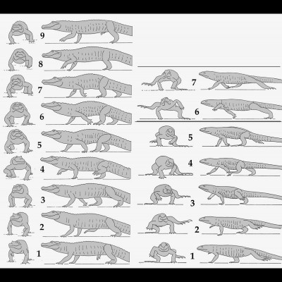 Bob's drawing comparing the running/walking cycle of an alligator and a Tegu lizard. Bob's notes: Left.&nbsp; Alligator mississippiensis. Female. snout vent L 585mm. Complete forelimb stride 6.3 se
Right: Tupinambis teguixin. Male. Snout vent L 330mm. Full forelimb stride 2.4 sec. Animal becomes bipedal in two more strides. From my Scholar of the House thesis 1968, Yale University. &nbsp;