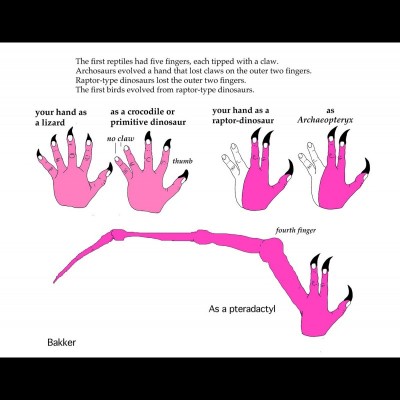 Bob's 'handy' drawing using our hands as models for ancient archosaurs.&nbsp;