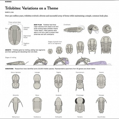 Sam&rsquo;s exquisite trilobite drawings have been featured in the New York Times.