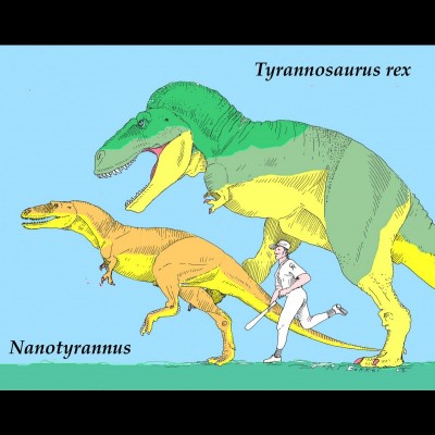 Bob's drawing of a T rex as comapared to a Nanotyranus, a species he named, with a Colorado Rockies baseball player thrown in for scale. There has been much debate about Nanotyranus! Here's Bob's notes: Nanotyrannus has a skull half the size of an adult T.rex. &nbsp;That means a body mass one tenth that of an adult T. rex.&nbsp;But the new exhibit at the Black Hills Institute shows that the forearm and hand of the Nano is more massive than the adult T. rex - &nbsp;not relatively more massive but absolutely more massive. The Nano&nbsp;thumb claw is much bigger and has a much sharper, more hooked point. The Houston Museum has "Y-Rex"&nbsp;a T.rex about two thirds adult size. &nbsp;The hand and forearm are weak and the thumb claw small and blunt -- proportionately like the hand and forearm of the adult.