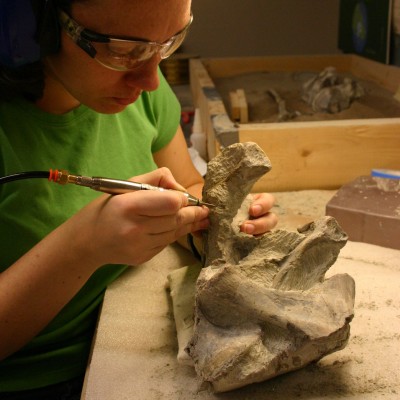 Working on preparing a fossil from the dinosaur Cryolophosaurus, which was discovered in Antarctica.&nbsp;