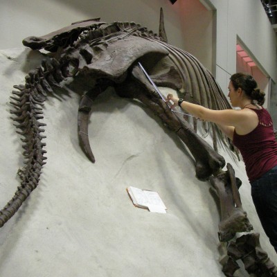 ReBecca working on a Triceratops specimen in Tokyo, Japan