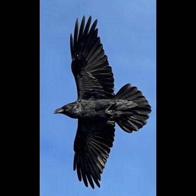 Corvus corvax, the common raven, in flight...