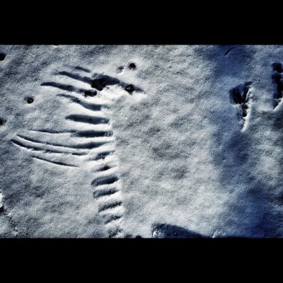 A raven snow angel... Photo by Ray Troll.