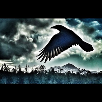 Raven on the wing... Photo by Ray Troll.