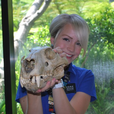 Real skulls are a great comparison with Pleistocene, or Ice Age skulls. This skull is from a modern African lion.