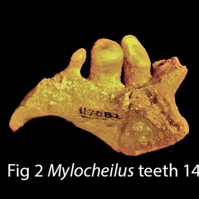 Mylocheilus teeth, AKA "Baby Teeth"