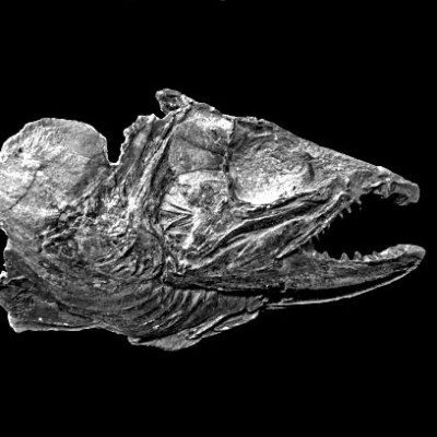 A Miocene Chum Salmon from eastern Oregon