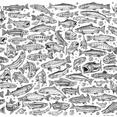 Ray Troll's pattern drawing showing the wide variety of species witghin the Oncorhynchus genus. All of them are Pacific Salmon in various life stages from egg to spawning adults.