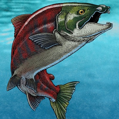 A Giant Spike Tooth Salmon... a drawing by Ray with digital color by Grace Freeman.