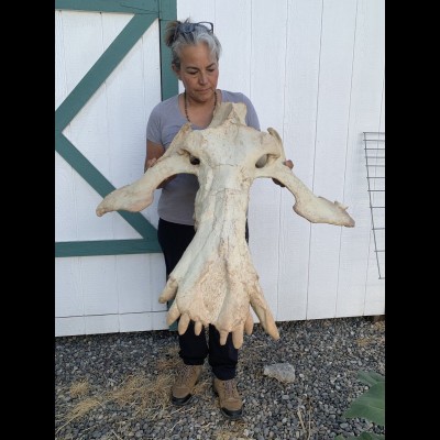 Check out this massive hell pig skull! Elisa Uribe from Gaston Design holds the cast of a "giant Archaeotherium". Scott Foss thinks this beast may actually be a Megachoerus zygomaticus.&nbsp;Scott is currnetly working ona paer about Entelodonts.&nbsp; See https://gastondesign.com/our-products/mammal-skulls-miscellaneous/