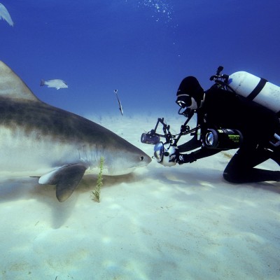 A close encounter with a tiger shark...
Photo by Mark Conlin.