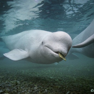 Brian captured Beluga whales playing a game with stones in the Canadian Arctic
Image courtesy of Brian Skerry