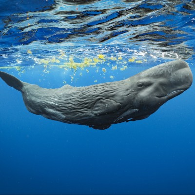 A young sperm whale calf in the waters of the Eastern Caribbean.
Image courtesy of Brian Skerry