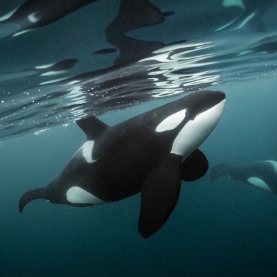 Orcas in the Norwegian arctic.
Image courtesy of Brian Skerry