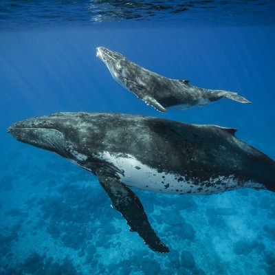 A humpback whale mother and calf.Image courtesy of Brian Skerry