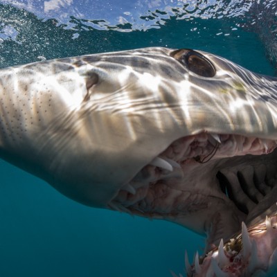 Imagine being this close to a Shortfin Mako shark...
Image courtesy of Brian Skerry