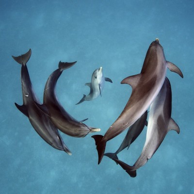 Spotted dolphins socializing in the Bahamas.
Image courtesy of Brian Skerry
