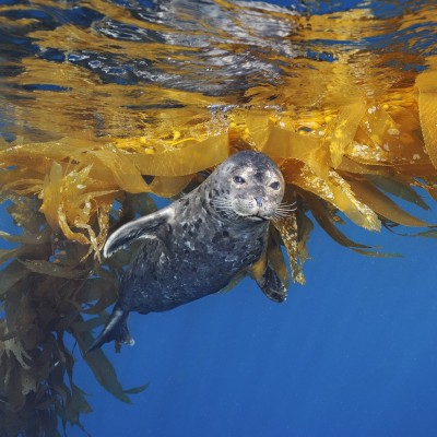 A seal frolics in the kelp.
Image courtesy of Brian Skerry