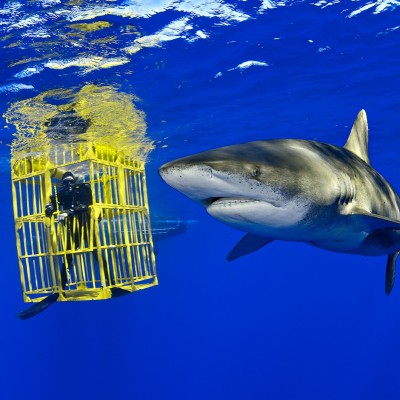 An Oceanic Whitetip shark investigates the caged biologist. Note the photographer (Brian) is not in a cage!
Image courtesy of Brian Skerry