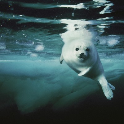 A young harp seal takes its first swim in Canada's arctic waters.
Image courtesy of Brian Skerry