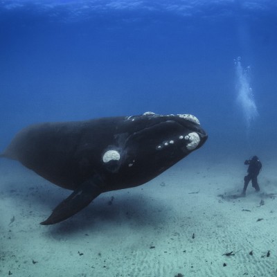One of Brian's most iconic photos of his assistant standing next to a Right Whale.
Image courtesy of Brian Skerry