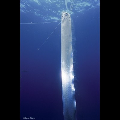In 1996 Brian was the first to ever photograph a living Oarfish, an animal that has inspired many a sea serpent legend. Ray is obsessed with these incredible fish. Note the extra-long pelvic and dorsal fins extended like fishing lines into the water.