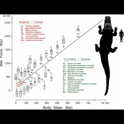 A graph showing how bite force increases with body mass.