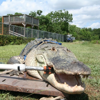 Greg tests the bite force of a modern alligator in order to determine the bite force of the long extinct "Super Croce" Sarcosuchus